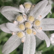 Sérum Visage Réparateur Edelweiss Extrême Odacité