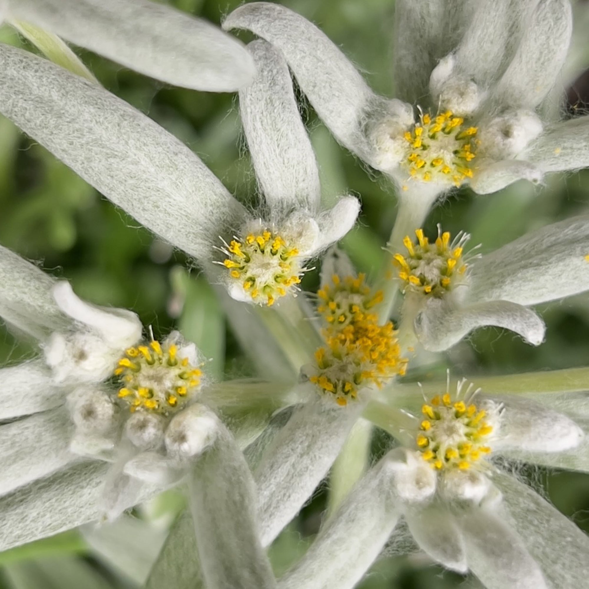 Sérum Visage Réparateur Edelweiss Extrême Odacité